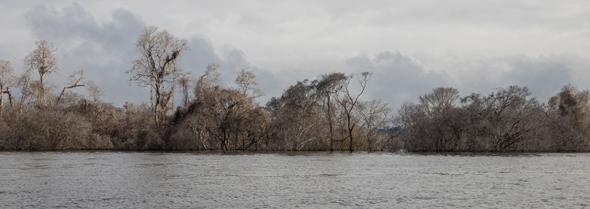 Trees decay on the banks of the Xingu. 