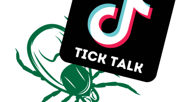 ticks