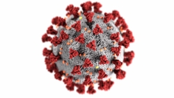 an image representing the COVID virus
