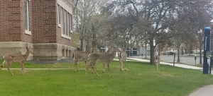 campus life_deer