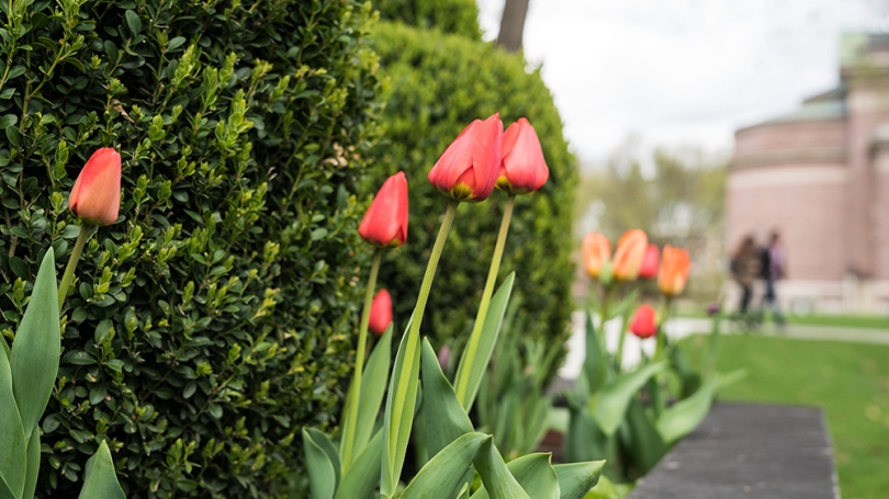 Red tulips planted along a walkway, with students in the background