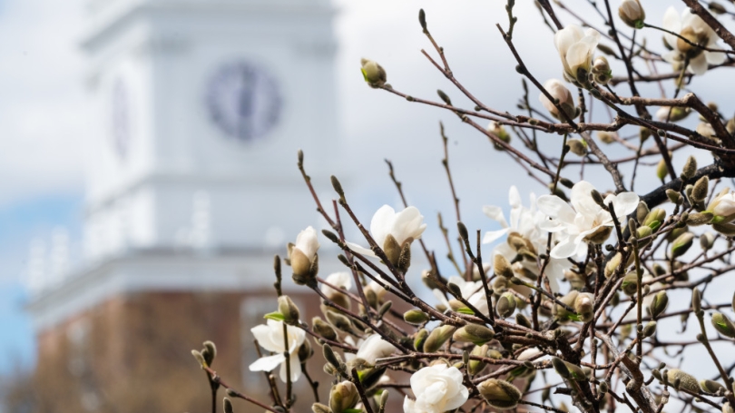 A tree blooming with Baker tower in the background
