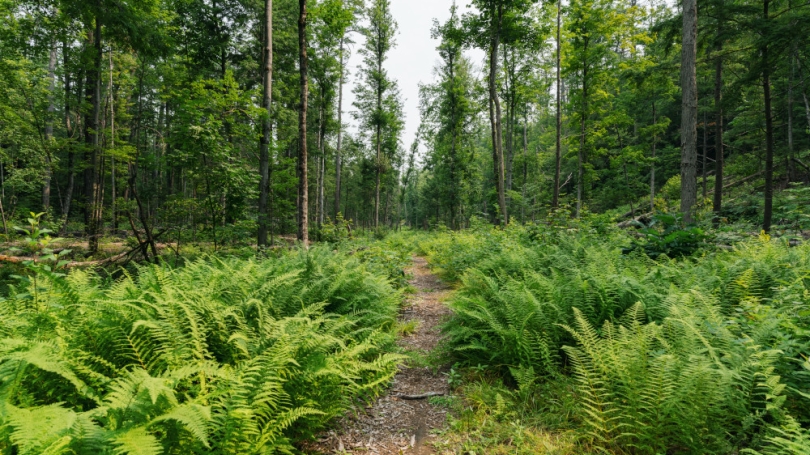 A path winds through banks of ferns into the forest