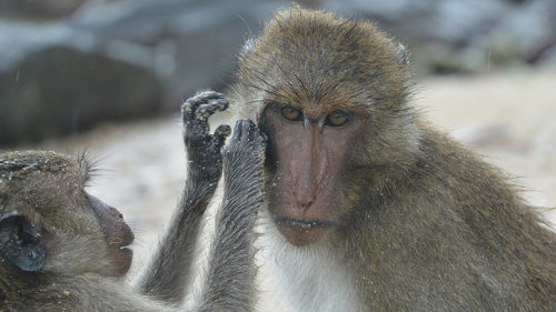 Gulf of Thailand monkeys 