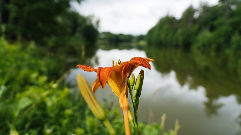 Tiger lily blooming at Occom Pond