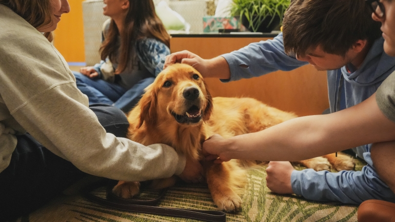 students petting golden retriever