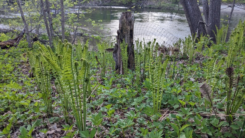 spring ferns in front of river