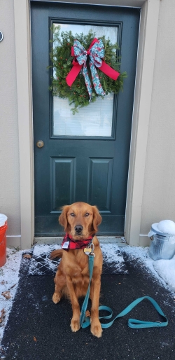 Ellie, golden retriever in front of green door