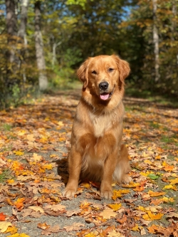 golden retriever with leaves around her
