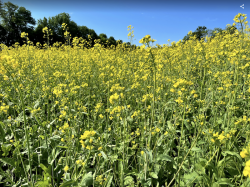 yellow wildflowers in green field with blue sky