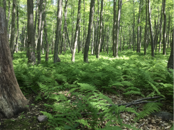 TREES